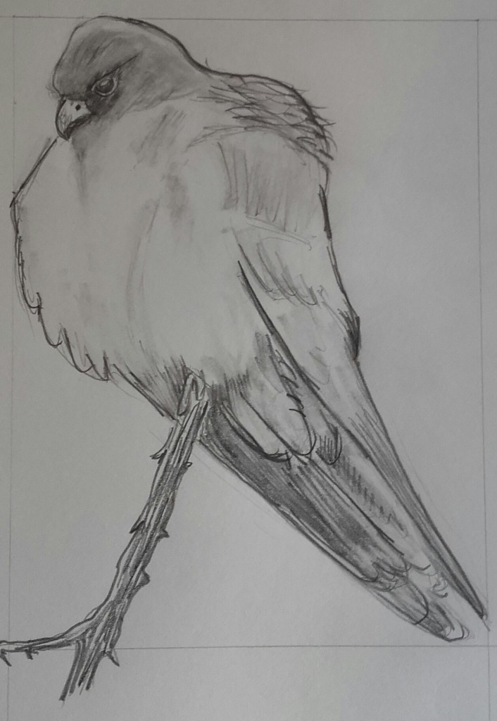 Falcó cama-roja, en el llibre de Varela