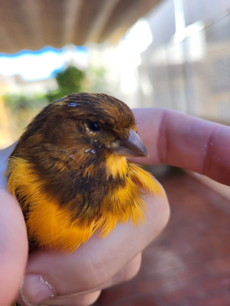 el canari Boris, setembre 2023